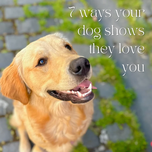 How do dogs show they love you? 