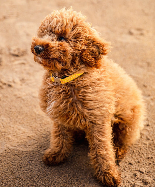 Compostable or Degradable Dog Poo Bags?