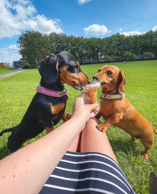 How to keep our dogs safe in the sun