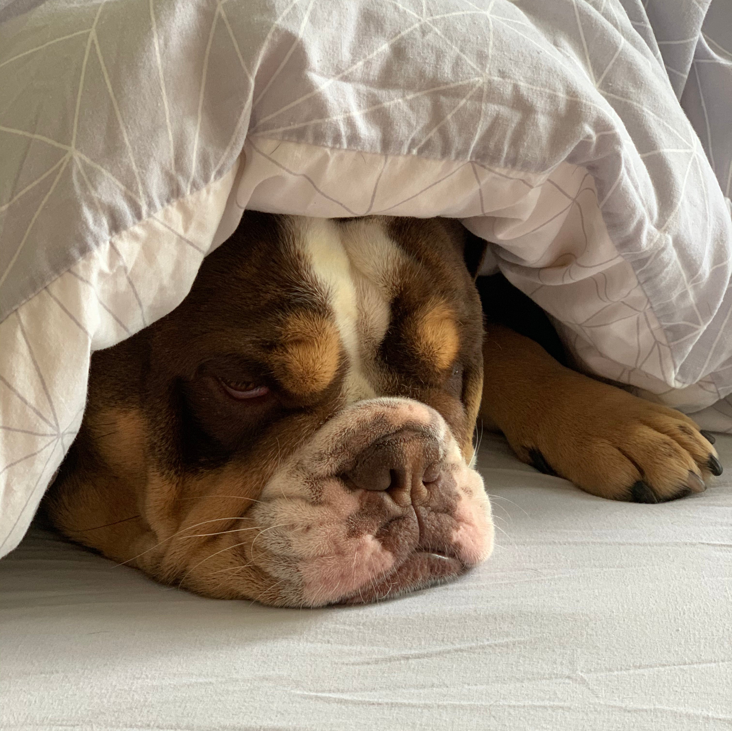 Should my dog sleep in my bed? The Pros & Cons Stocky & Dee