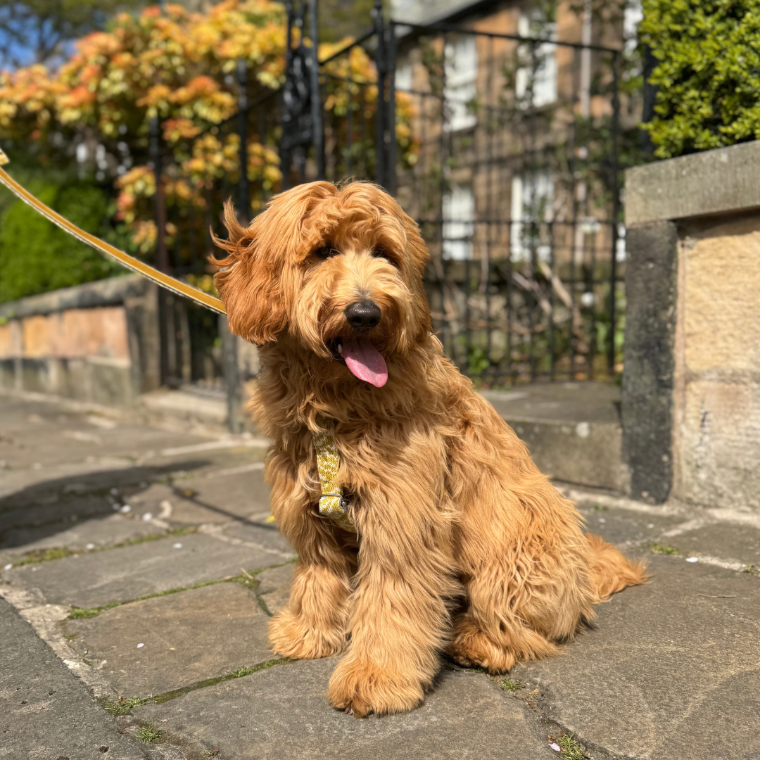 Ochre - SS25 Collection - Luxury Dog Harness