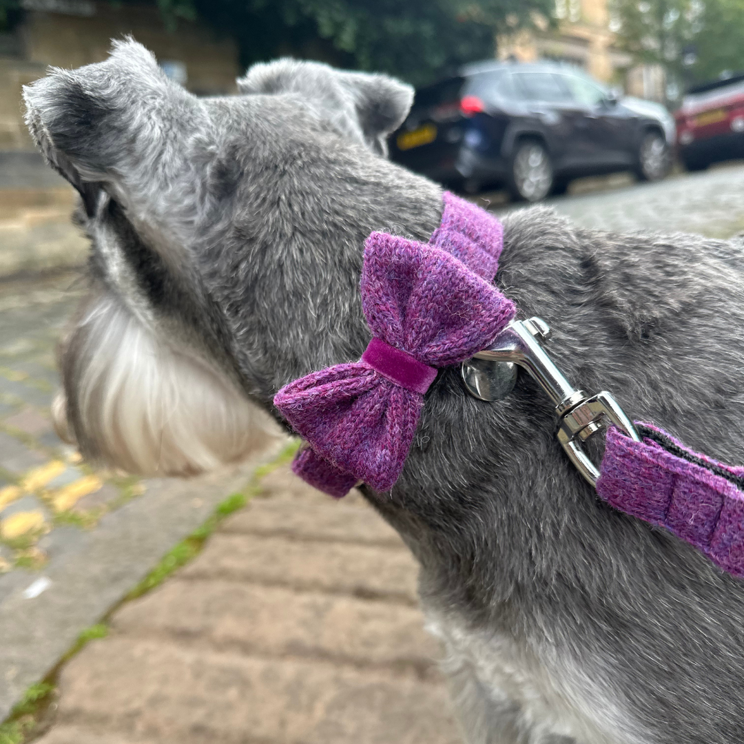 Parma - Autumn/Winter '23 Collection - Luxury Dog Collar