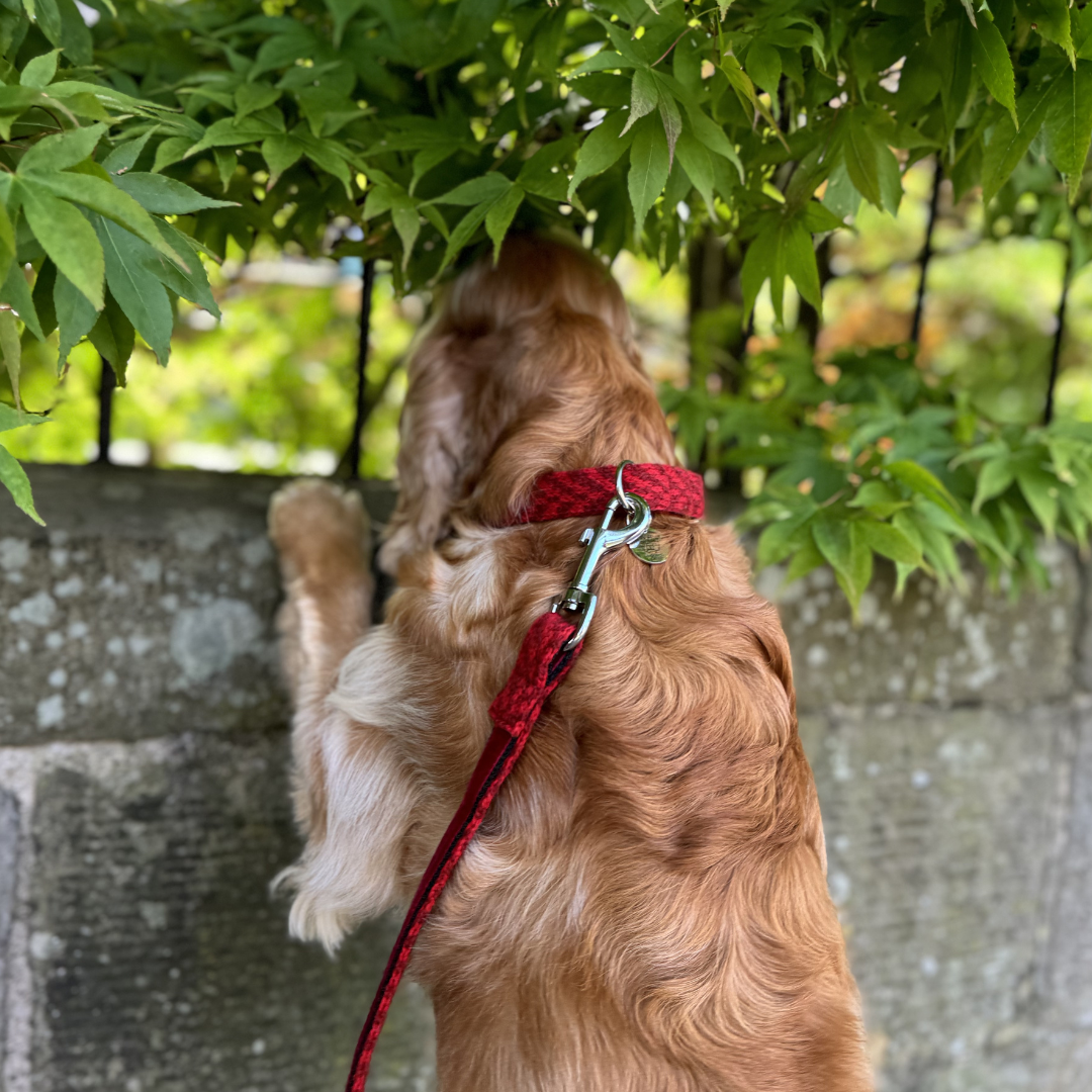 Poppy - Luxury Dog Lead