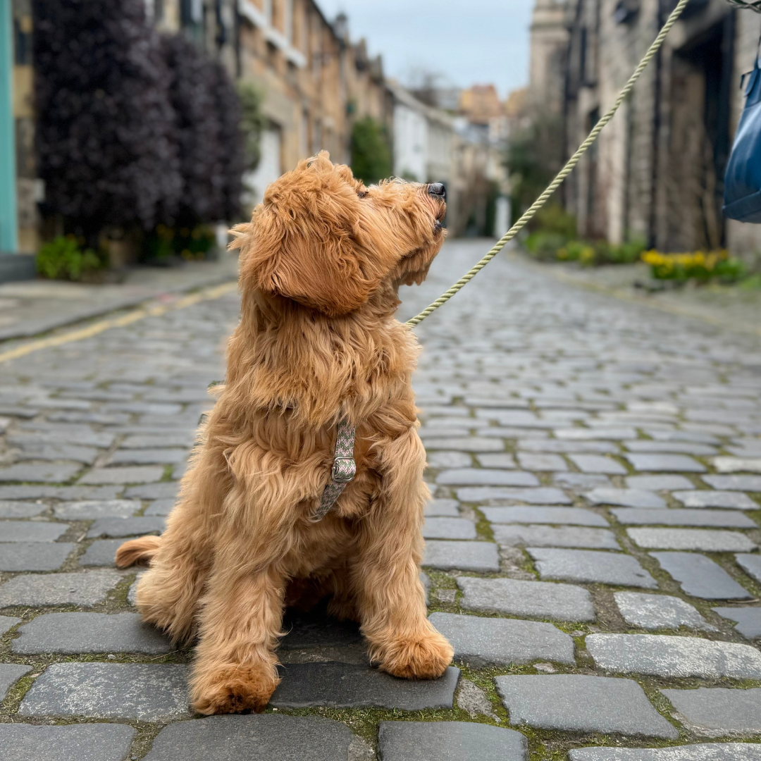 Candy Melon - Bonbon Collection - Luxury Dog Harness