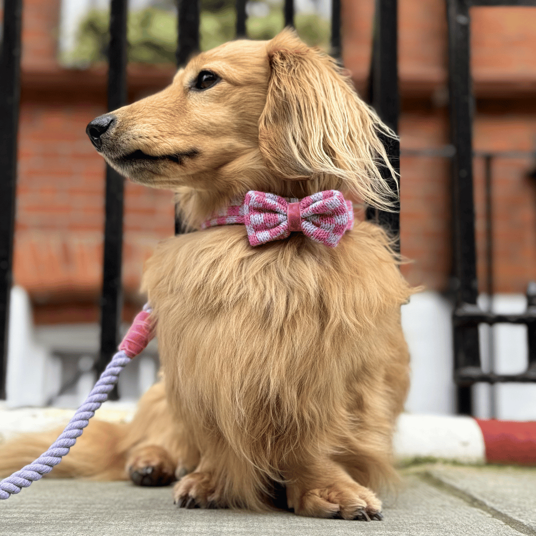 Freesia - SS24 Collection - Dog Bow Tie