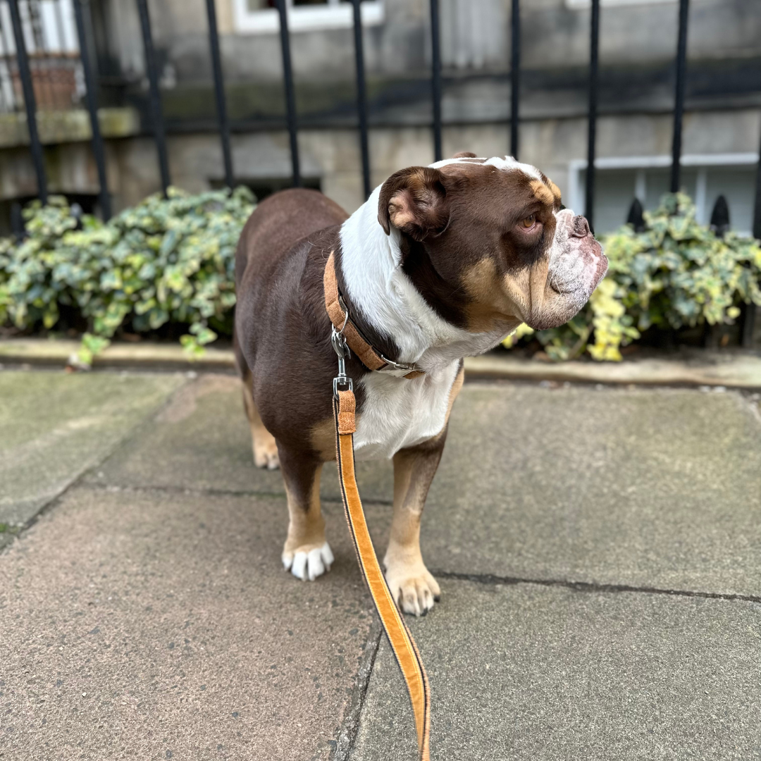 Copper - Autumn/Winter '23 Collection - Luxury Dog Collar