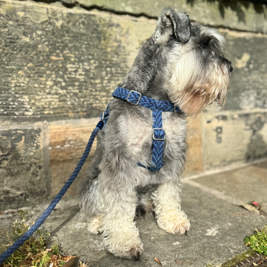 Cobalt - Rope Dog Lead