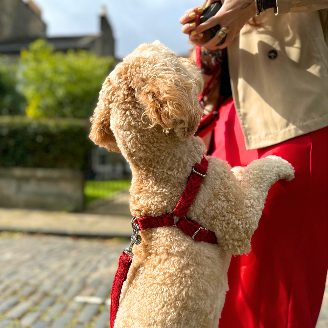 Poppy - Luxury Dog Harness