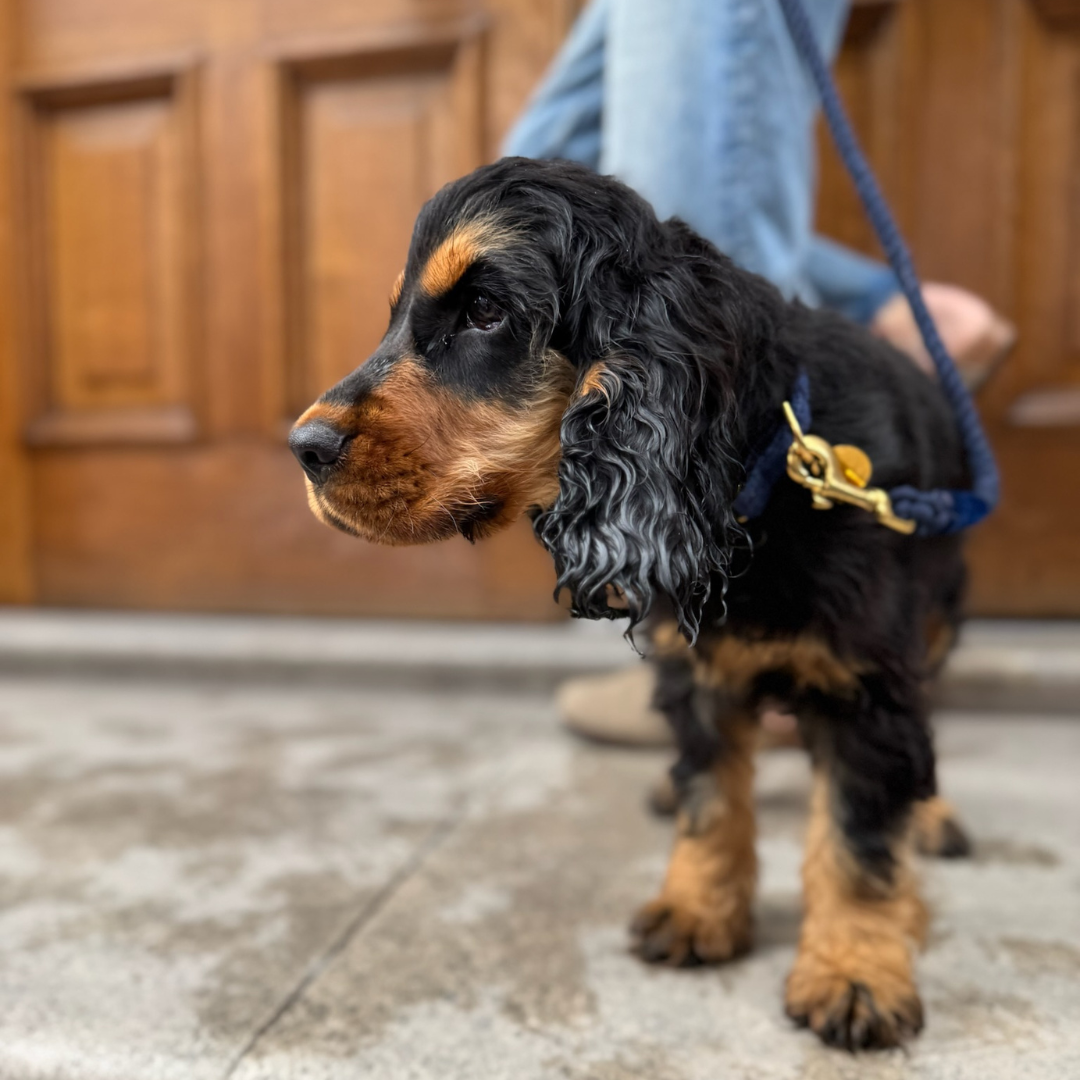 Midnight - The Holly Collection - Collar, Lead and Bow Tie Set