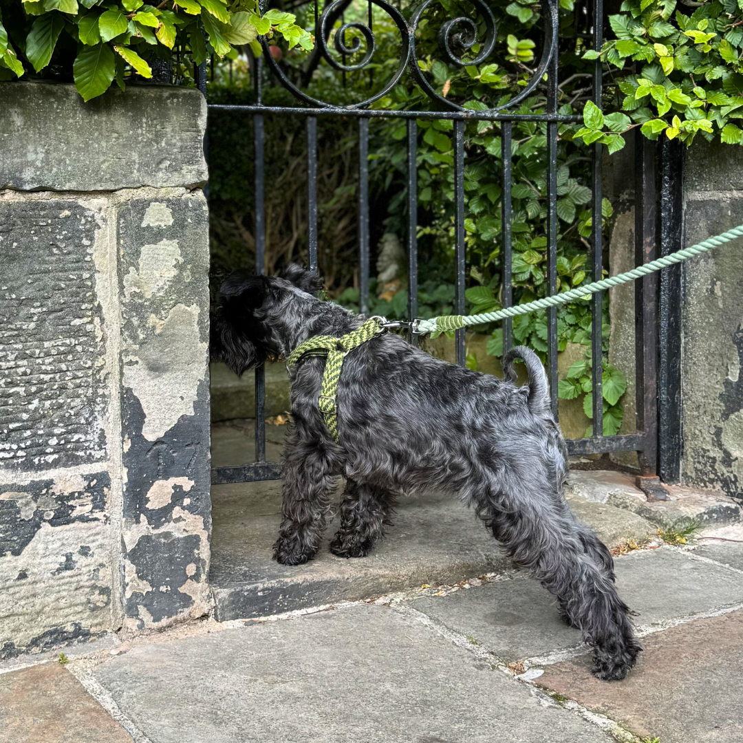 Lime - Rope Dog Lead