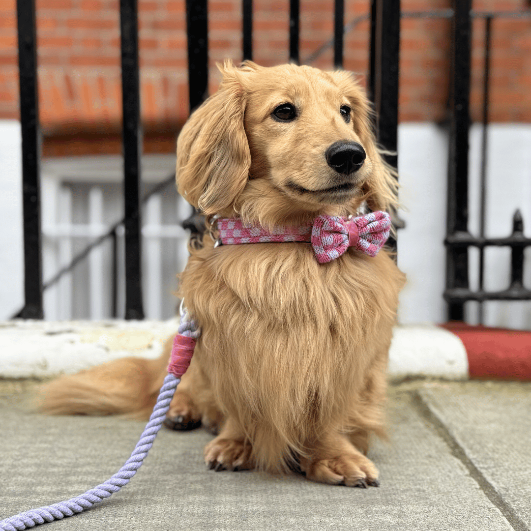 Freesia - SS24 Collection - Dog Bow Tie