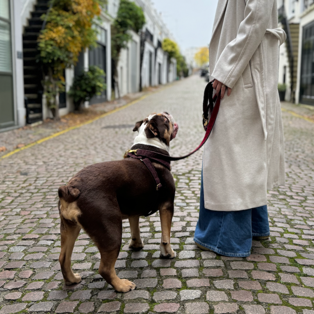 Burgundy - The Holly Collection - Luxury Dog Harness