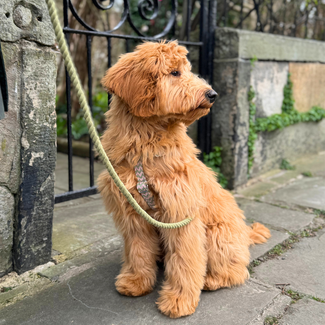 Candy Melon - Bonbon Collection - Luxury Dog Harness
