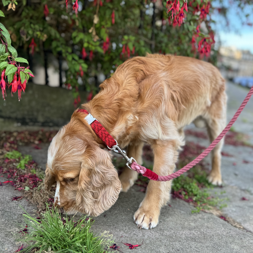 Poppy - Rope Dog Lead