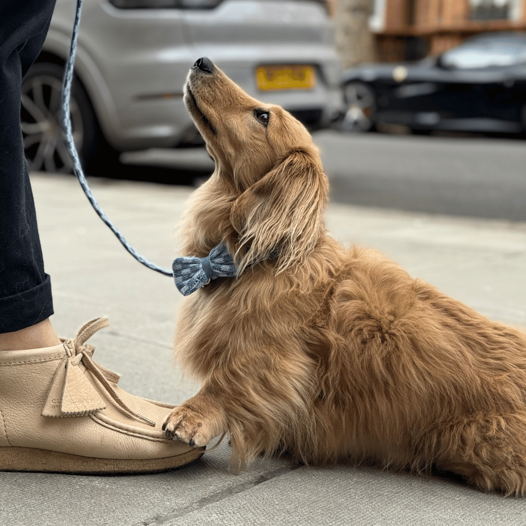 Marlin - SS24 Collection - Dog Bow Tie