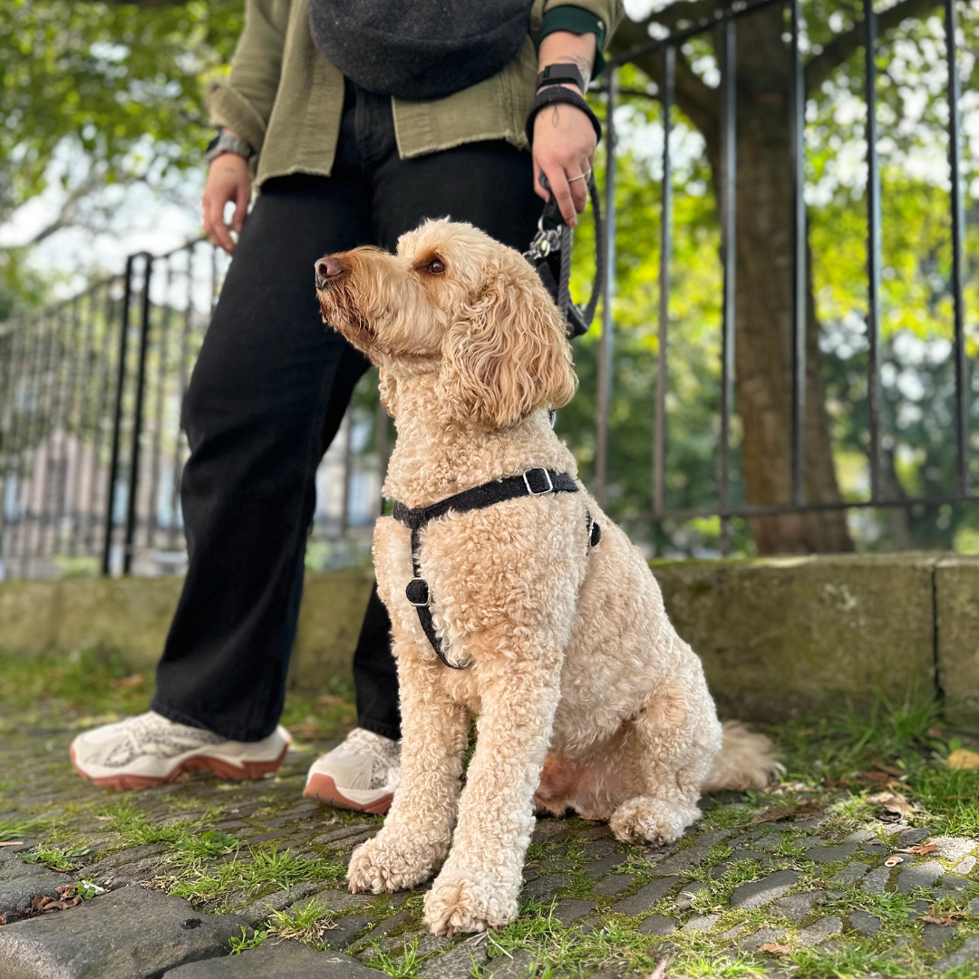 Charcoal - Autumn/Winter '23 Collection - Luxury Dog Harness