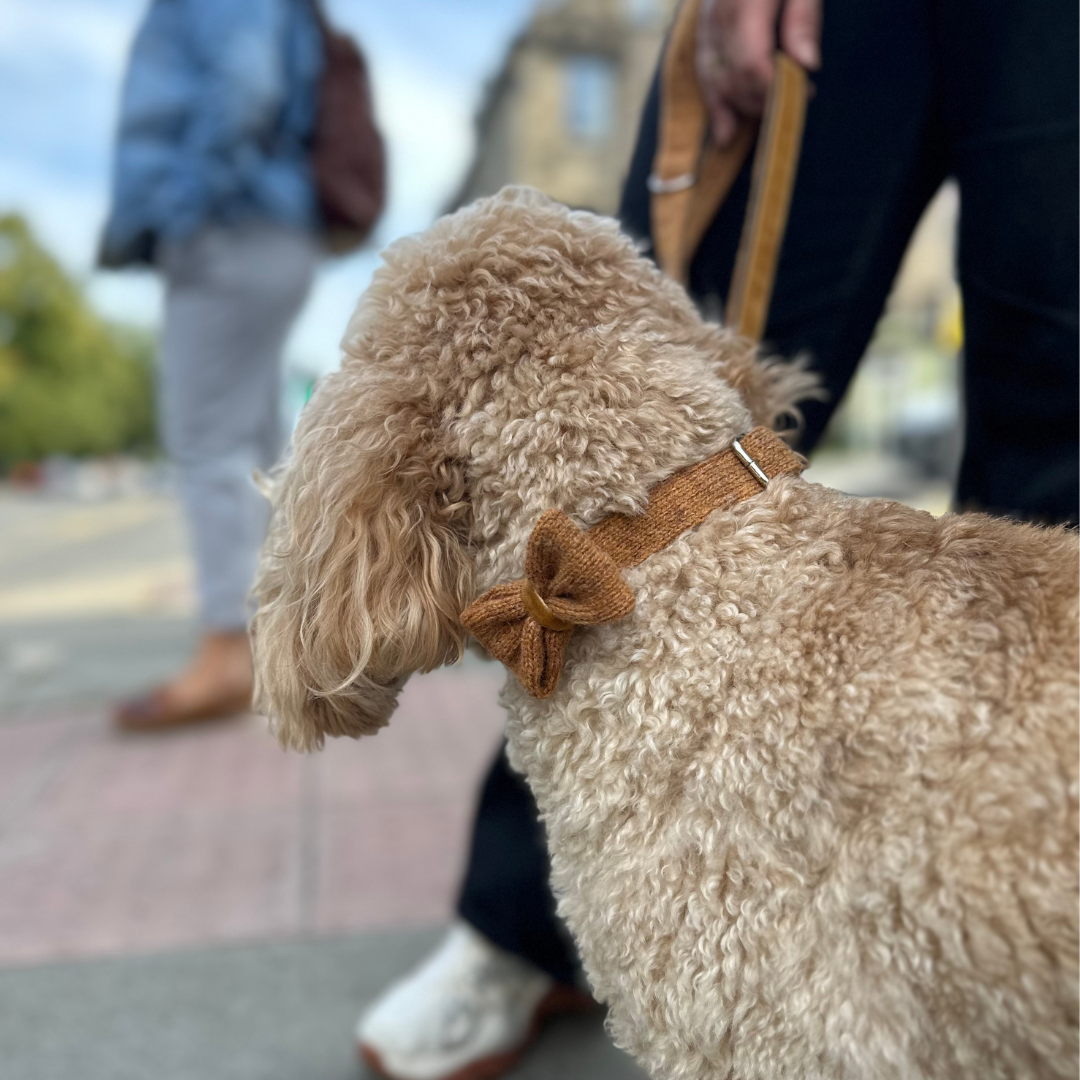 Copper - AW23 Collection - Luxury Dog Bow Tie