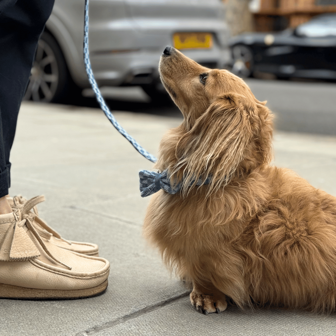 Marlin - SS24 Collection - Dog Bow Tie
