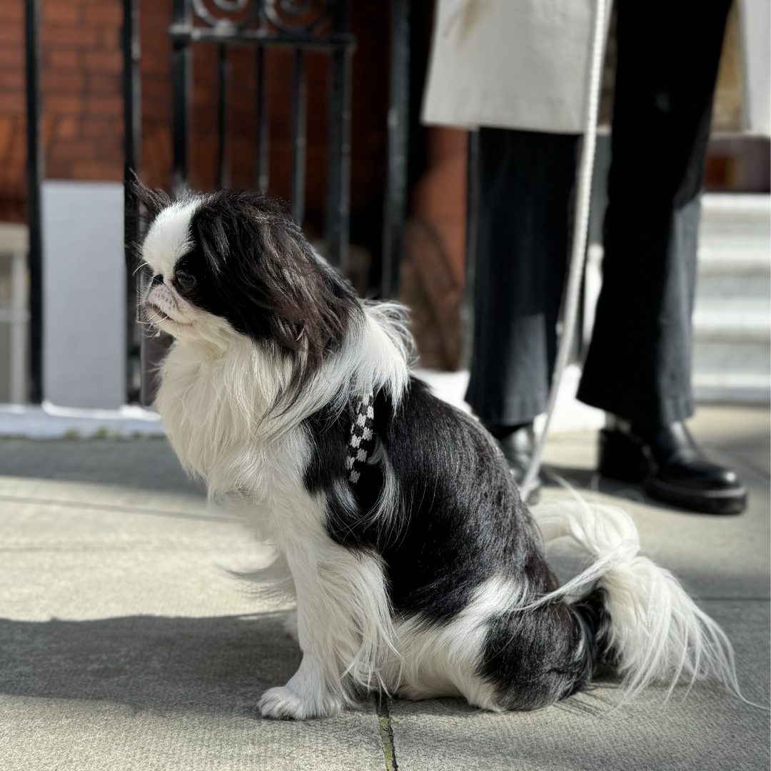 Graphite - SS24 Collection - Luxury Dog Collar