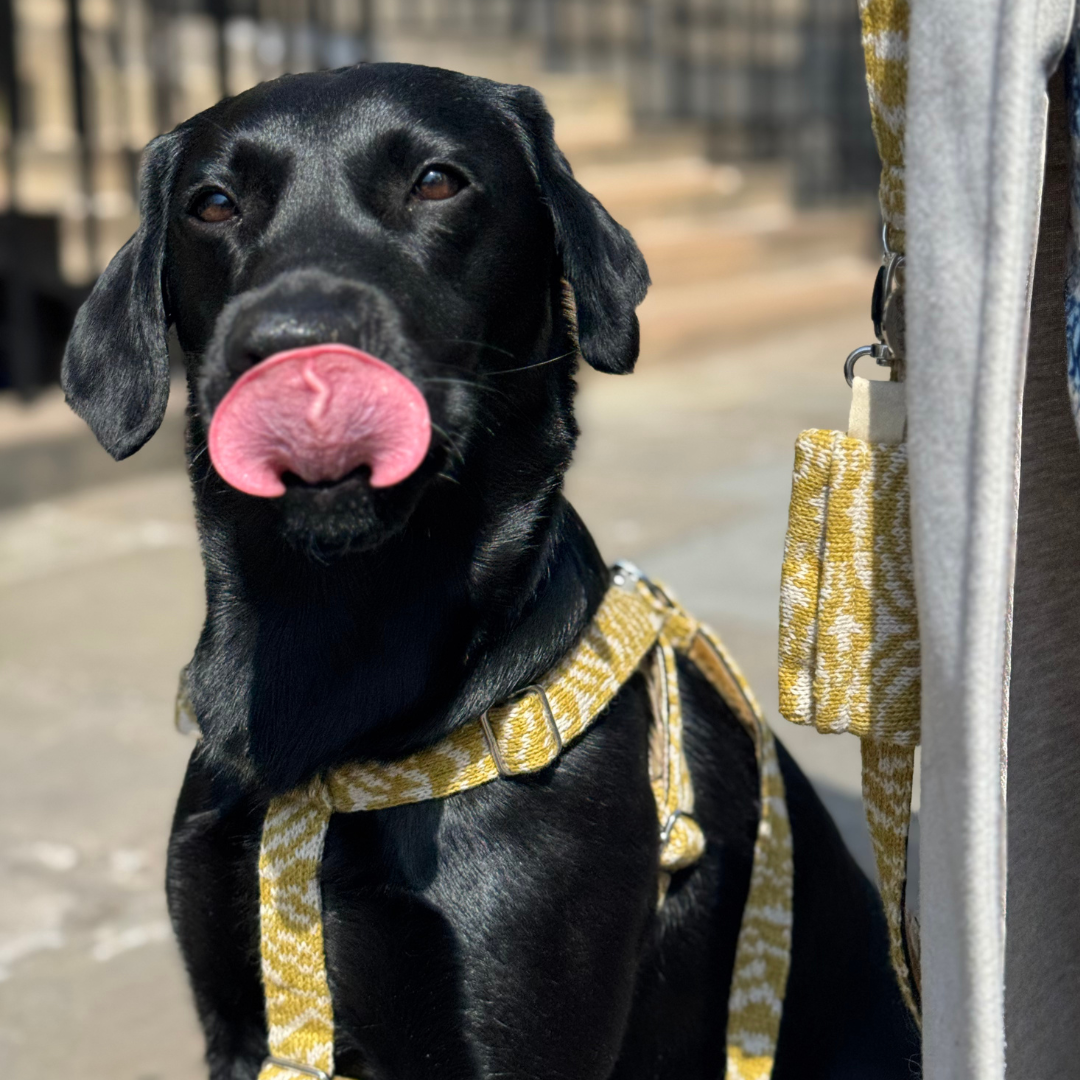 Ochre - SS25 Collection - Luxury Dog Harness
