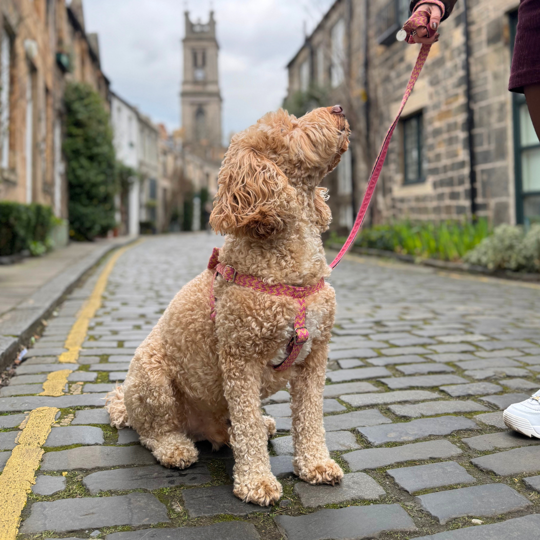 Peachy Punch - Bonbon Collection - Luxury Dog Harness