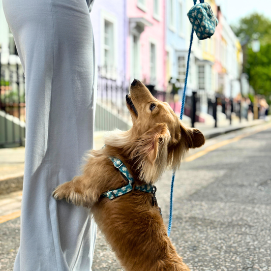 Bluebell - Polkadot Collection - Luxury Dog Harness
