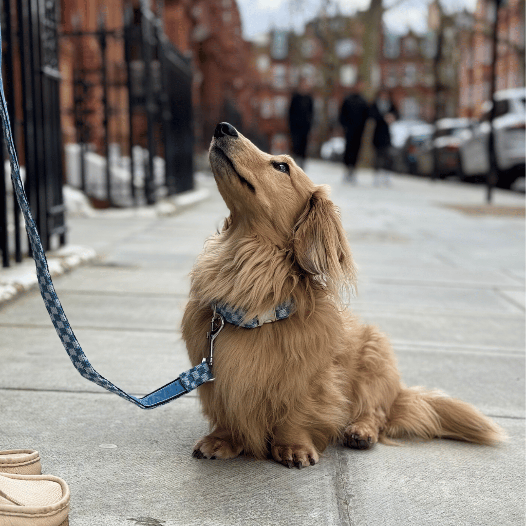 Marlin - SS24 Collection - Dog Bow Tie