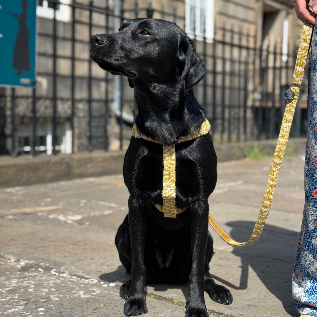 Ochre - SS25 Collection - Luxury Dog Harness