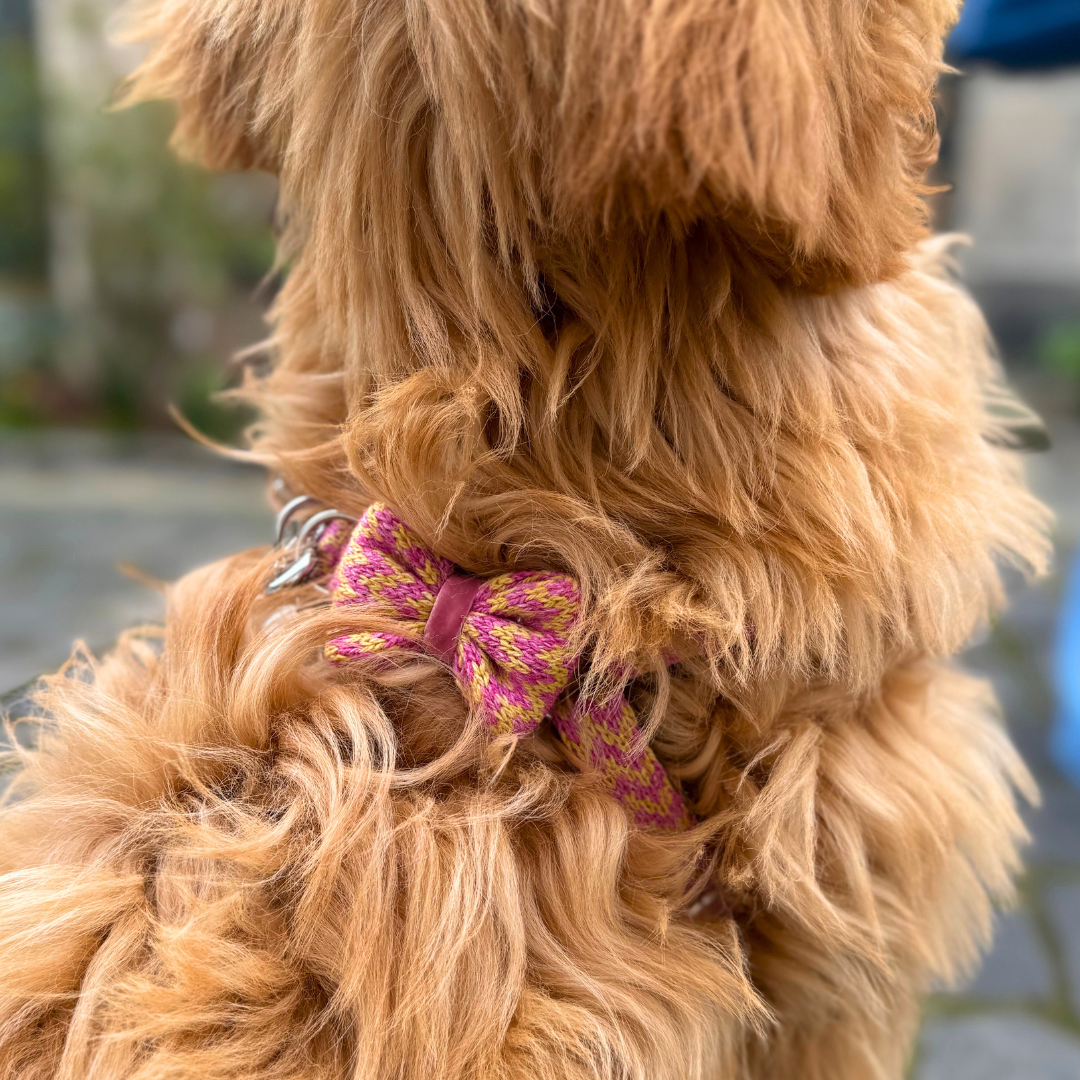 Peachy Punch - Bonbon Collection - Luxury Dog Harness