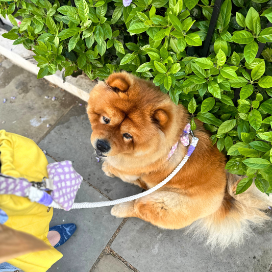 Lavender - Polkadot Collection - Rope Dog Lead