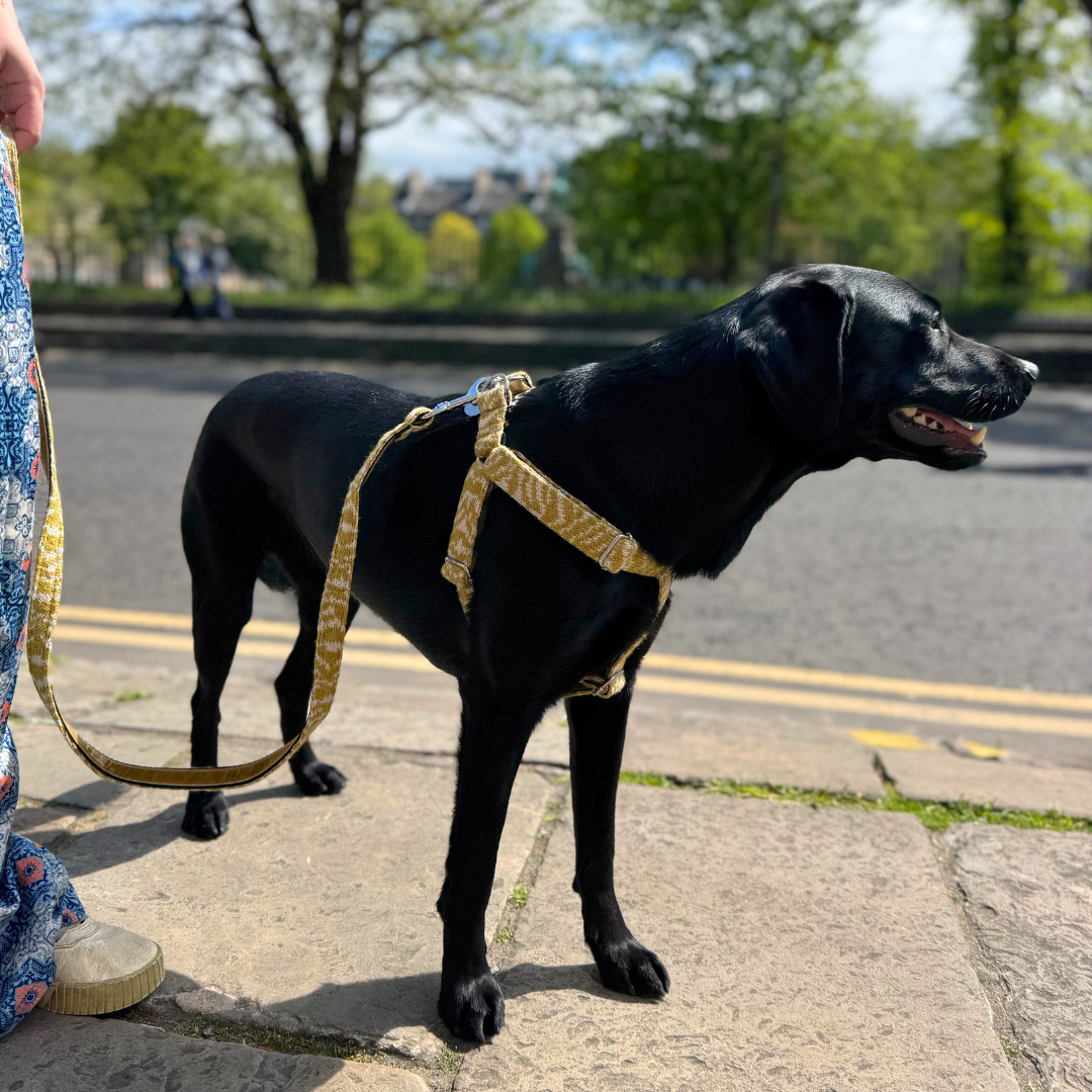 Ochre - SS25 Collection - Luxury Dog Harness