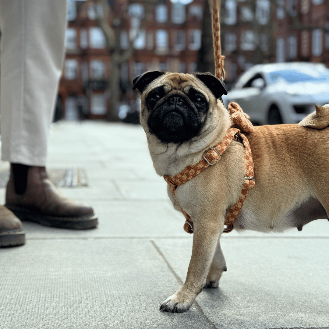 Melon - SS24 Collection - Dog Bow Tie