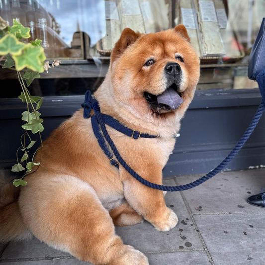 Midnight - Debonair Collection - Rope Dog Lead