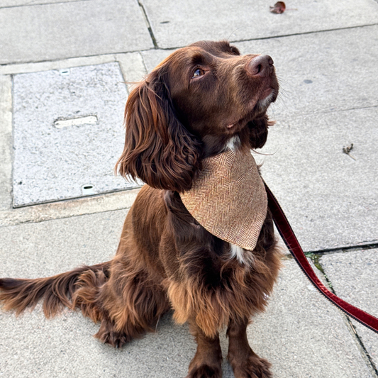 The Tummel Design - Dog Bandana - Glenlyon Collection