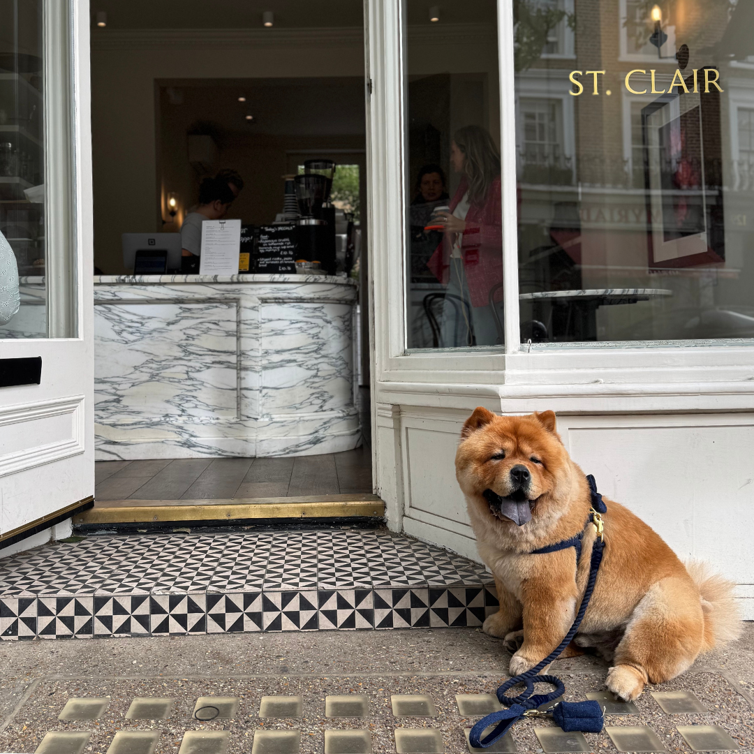 Midnight - The Holly Collection - Luxury Dog Harness