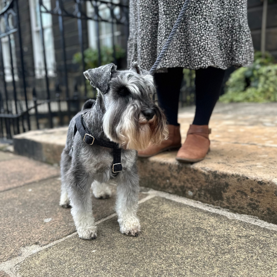 Charcoal - Autumn/Winter '23 Collection - Luxury Dog Harness