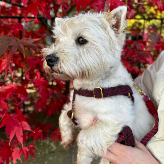 Burgundy - The Holly Collection - Luxury Dog Harness