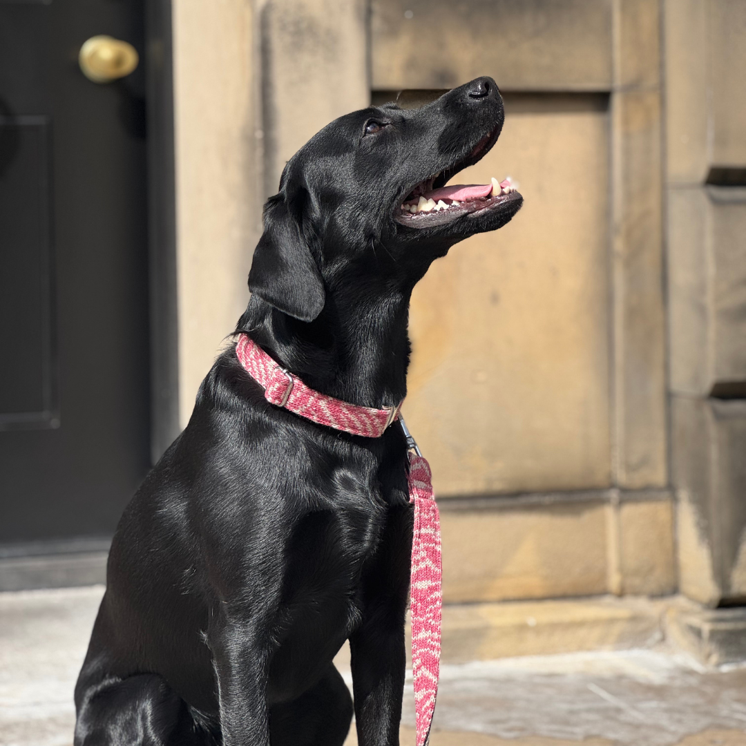 Redcurrant - SS25 Collection - Luxury Dog Collar