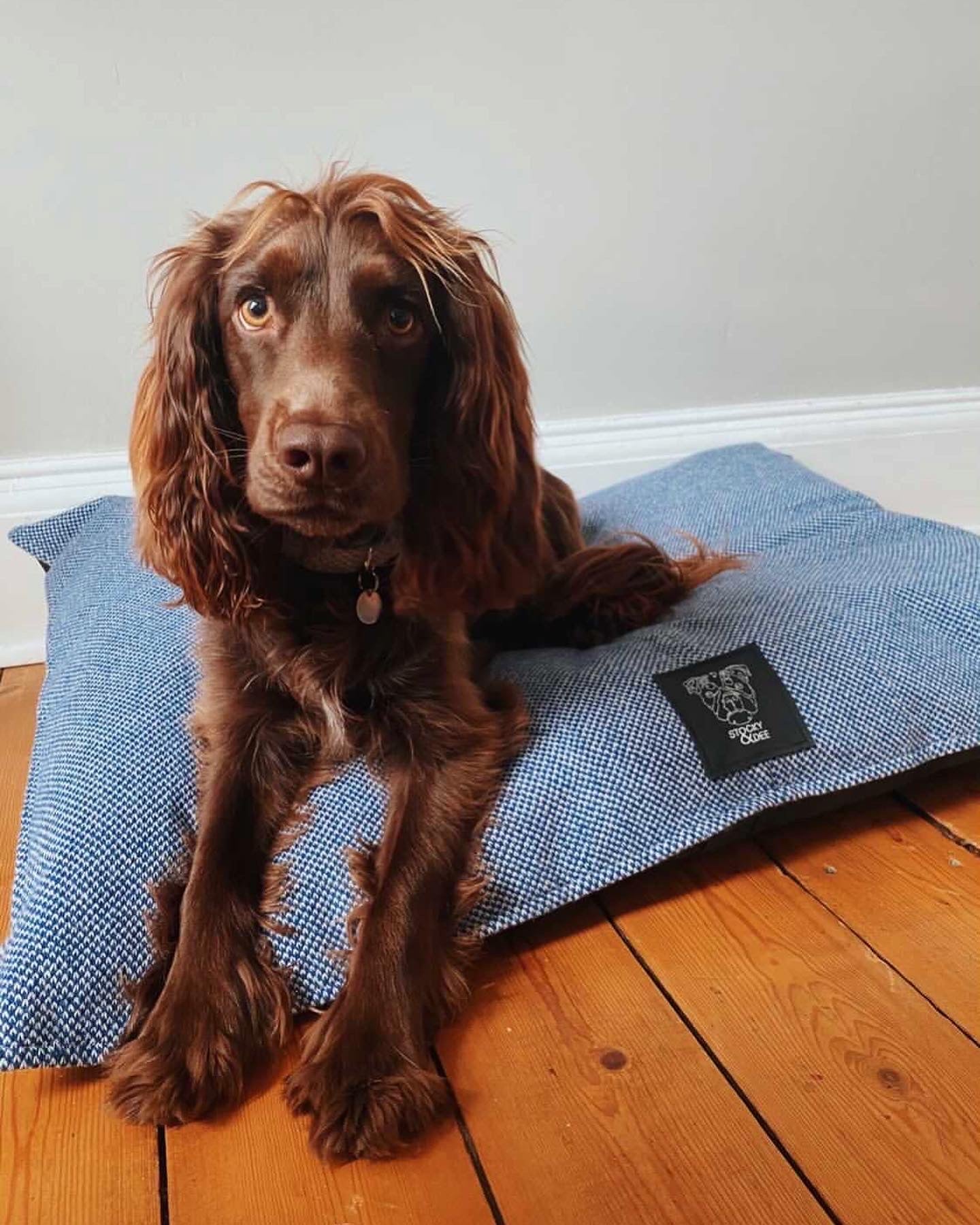 Pink & Dove - Harris Design - Luxury Dog Bed