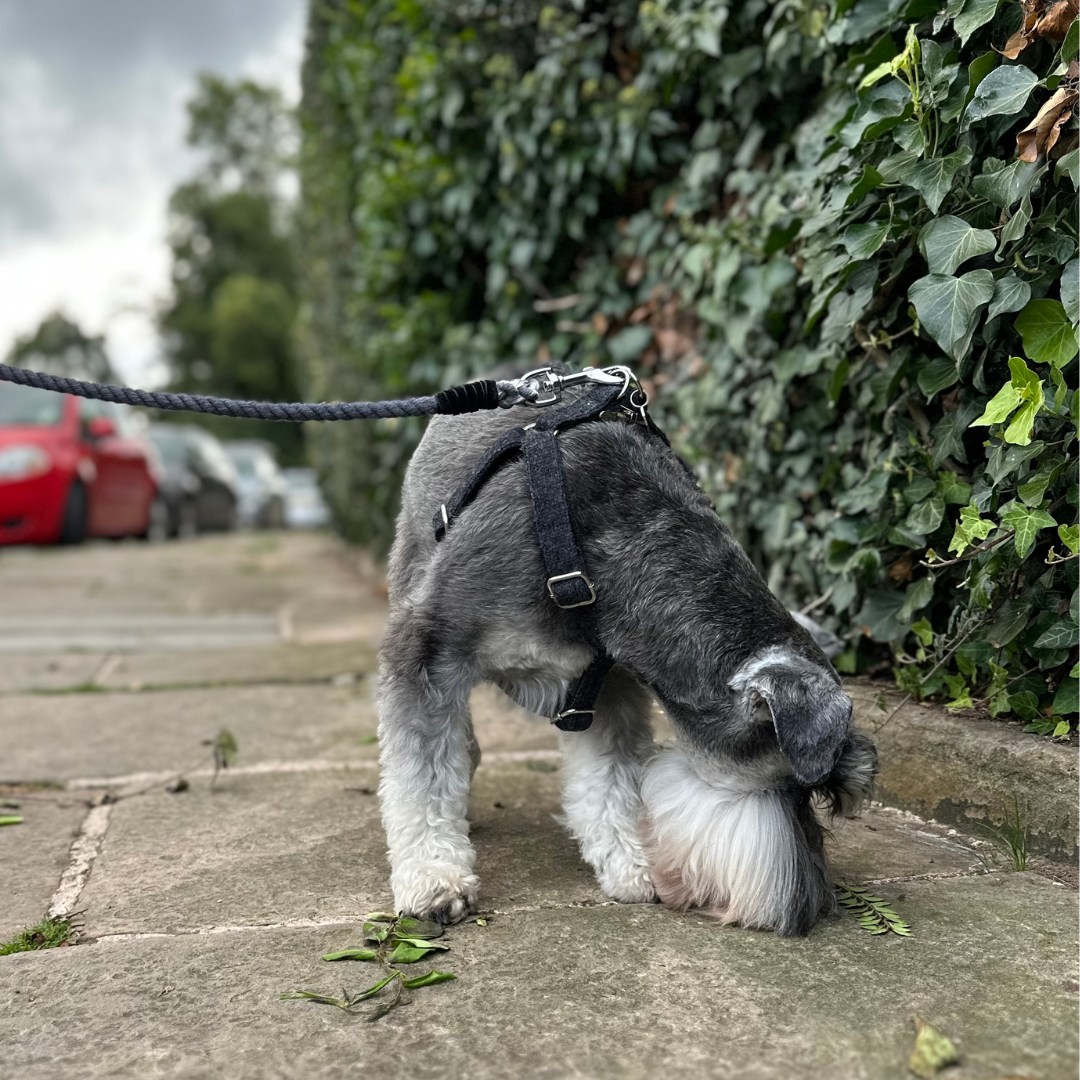 Charcoal - Autumn/Winter '23 Collection - Luxury Dog Harness