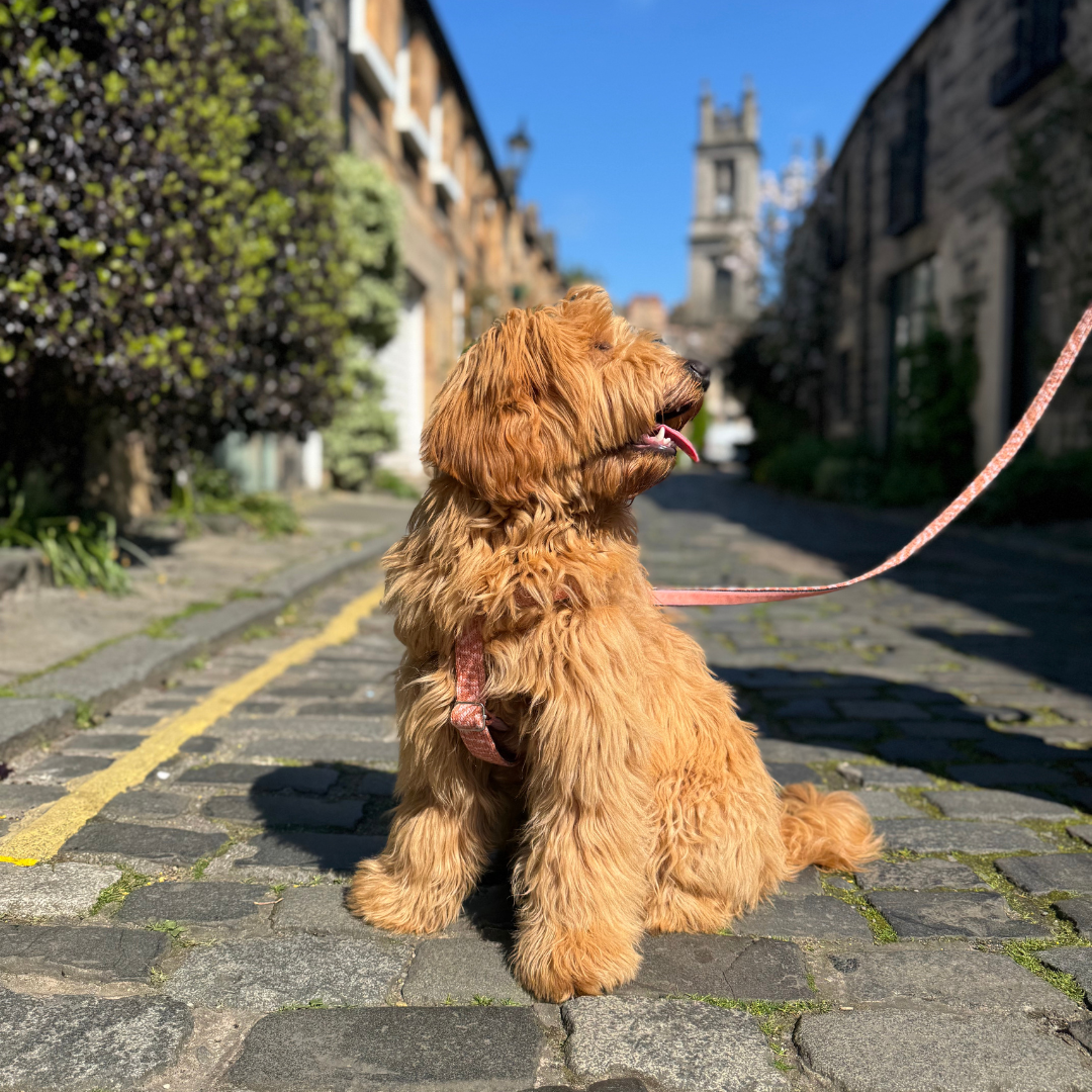 Coral - SS25 Collection - Luxury Dog Lead