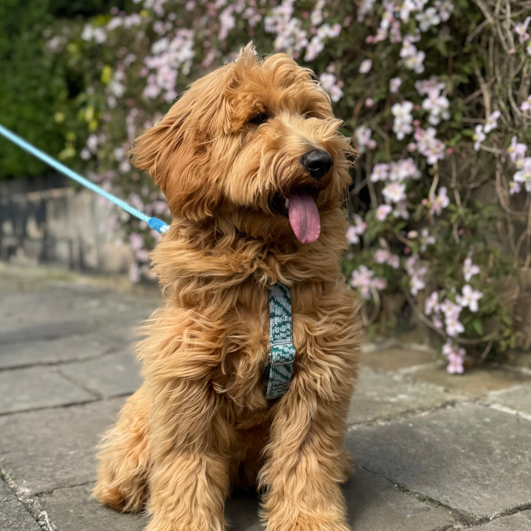 Jay - SS25 Collection - Luxury Dog Harness