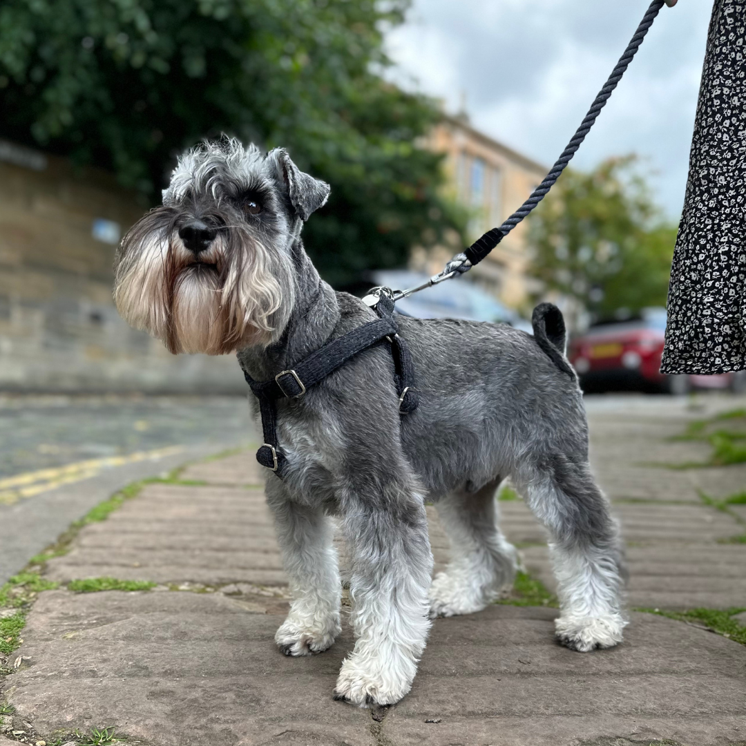 Charcoal - Autumn/Winter '23 Collection - Luxury Dog Harness