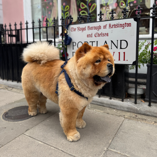 Midnight - The Holly Collection - Luxury Dog Harness