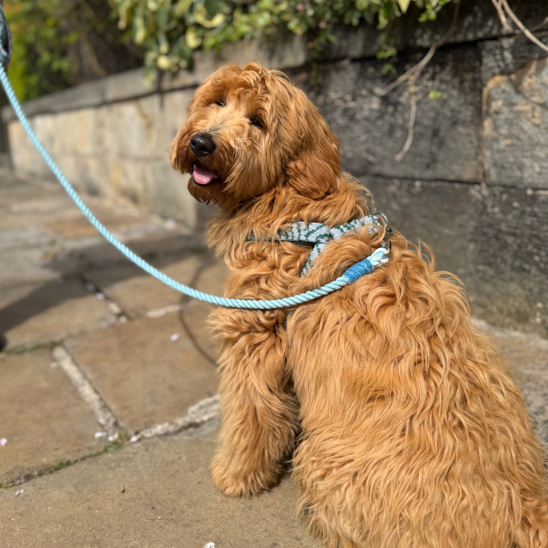 Jay - SS25 Collection - Luxury Dog Harness