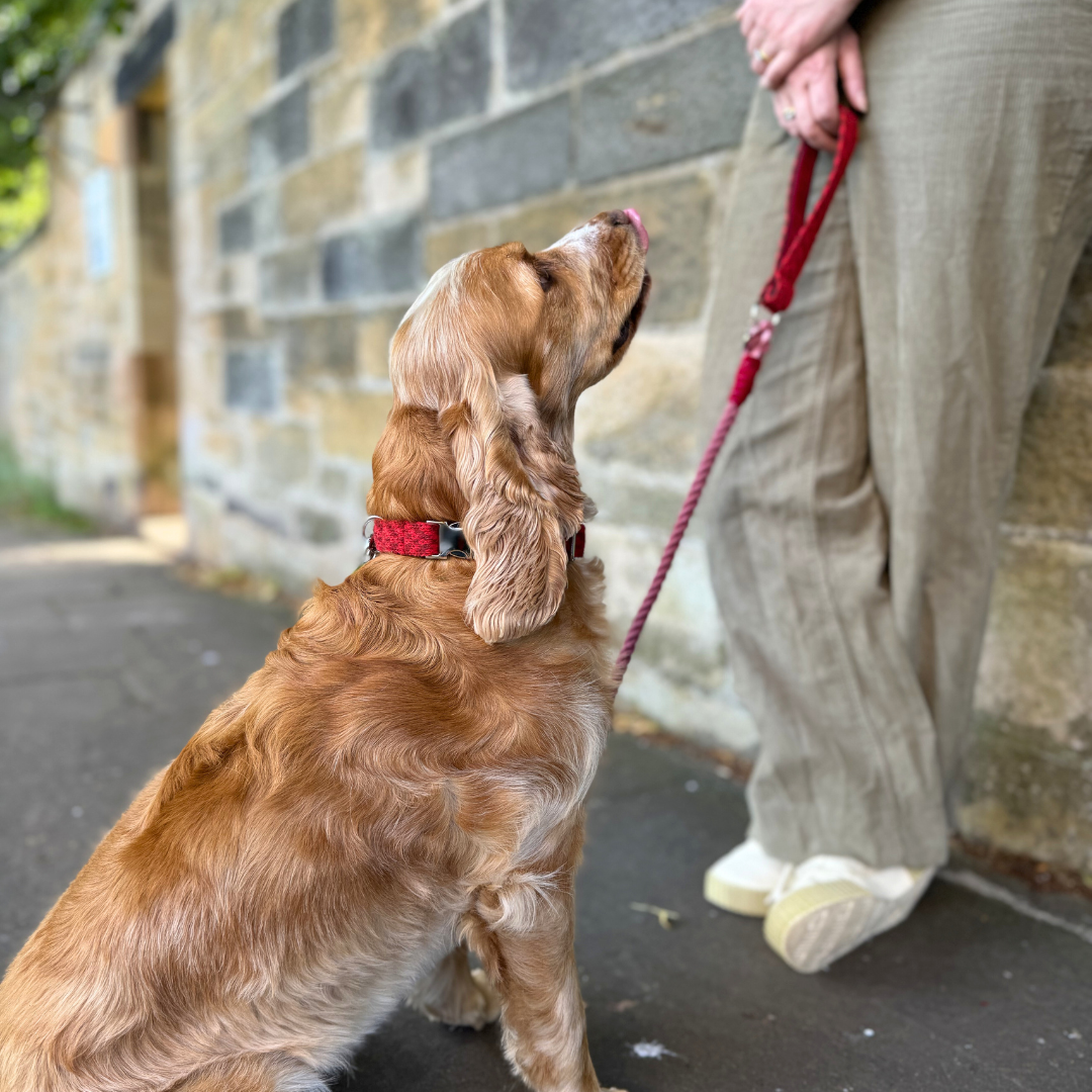 Poppy - Rope Dog Lead