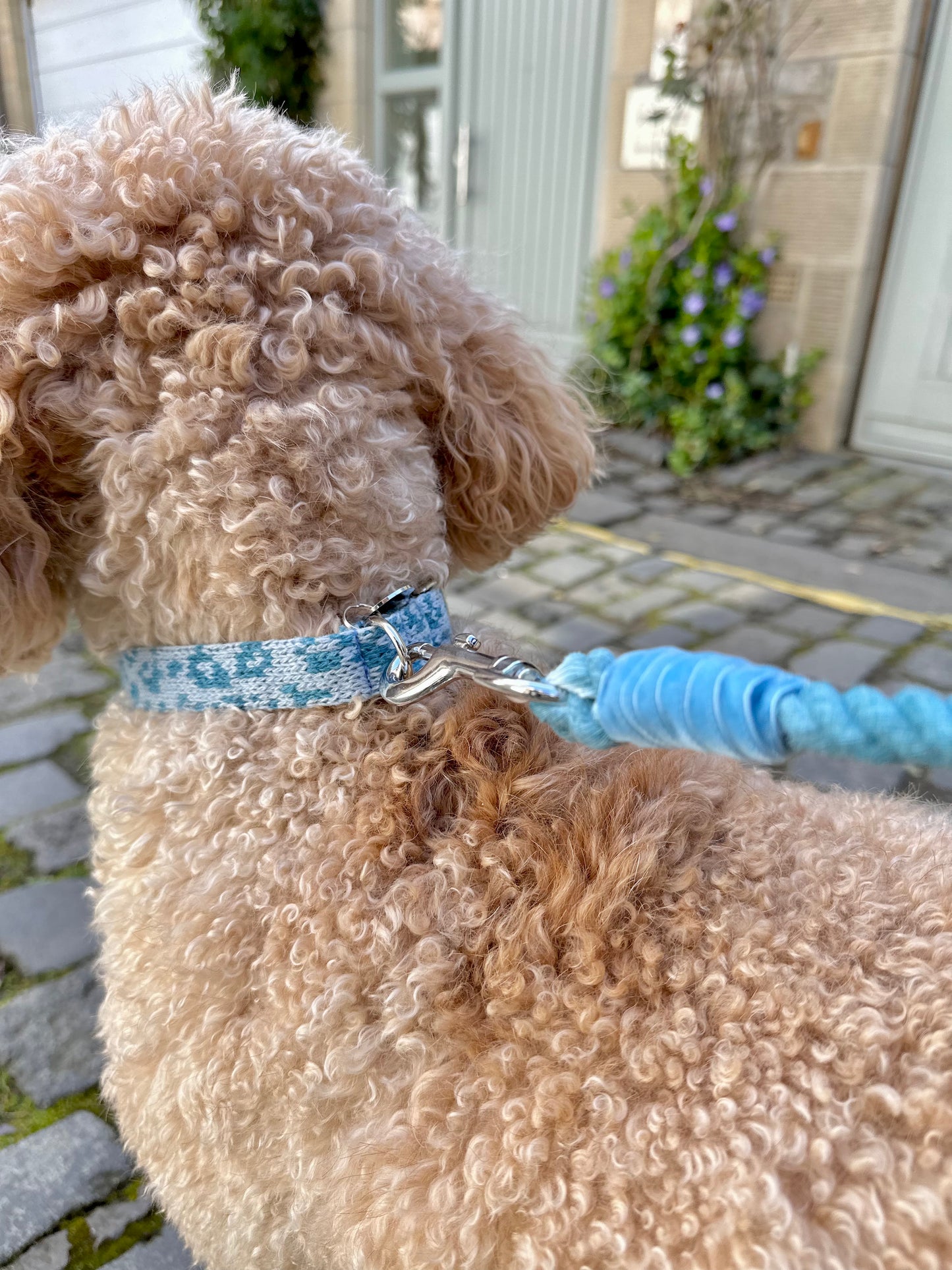 Porcelain & Turquoise - Spring/Summer '23 Collection - Luxury Dog Harness