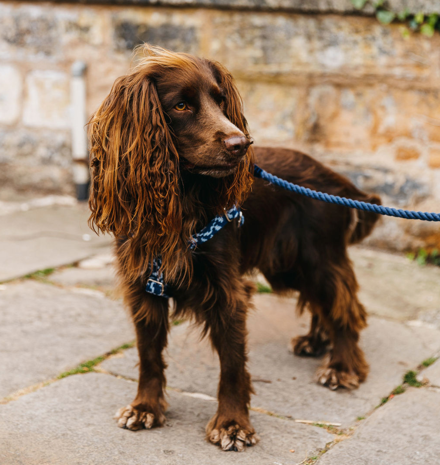 Navy & Porcelain - Vine Design - Luxury Dog Harness