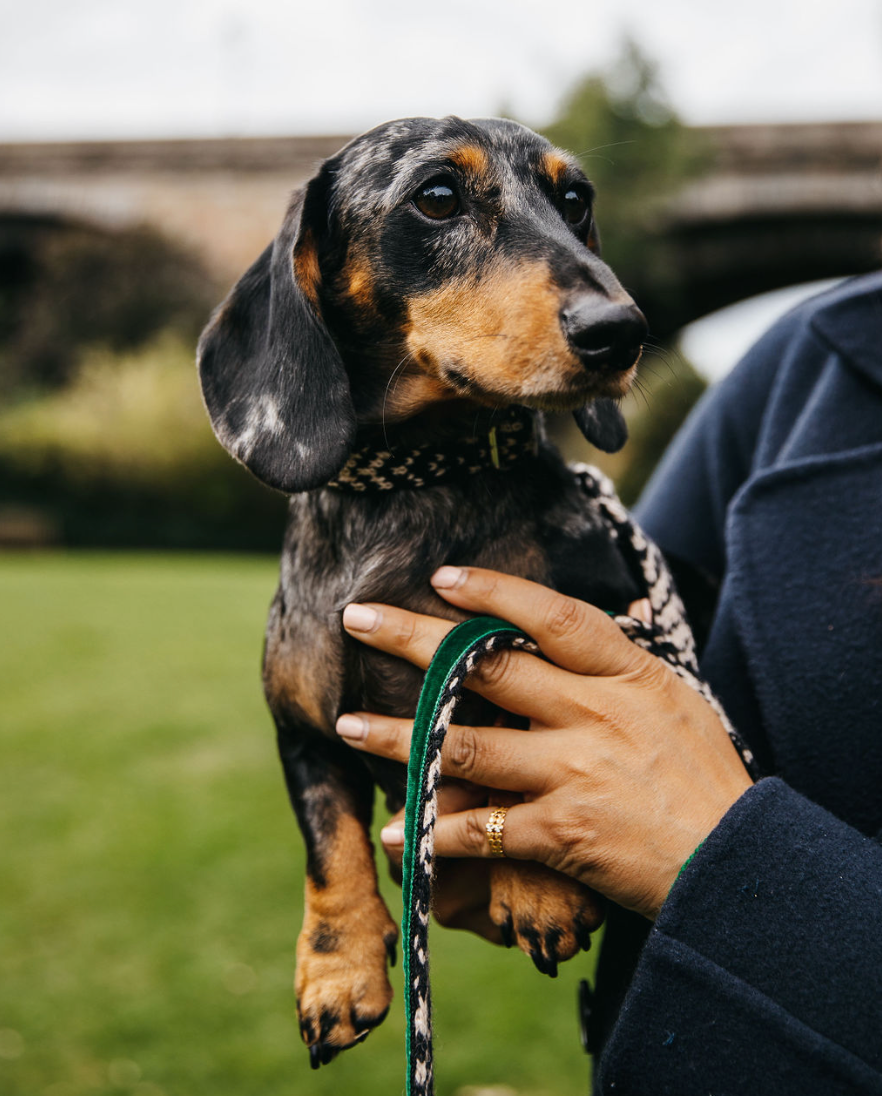 Black & Tan - Fell Design - Luxury Dog Collar
