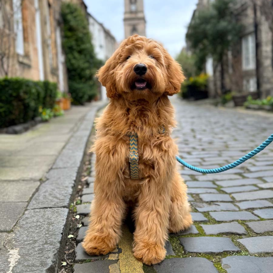 Blue Sherbet - Bonbon Collection - Luxury Dog Harness